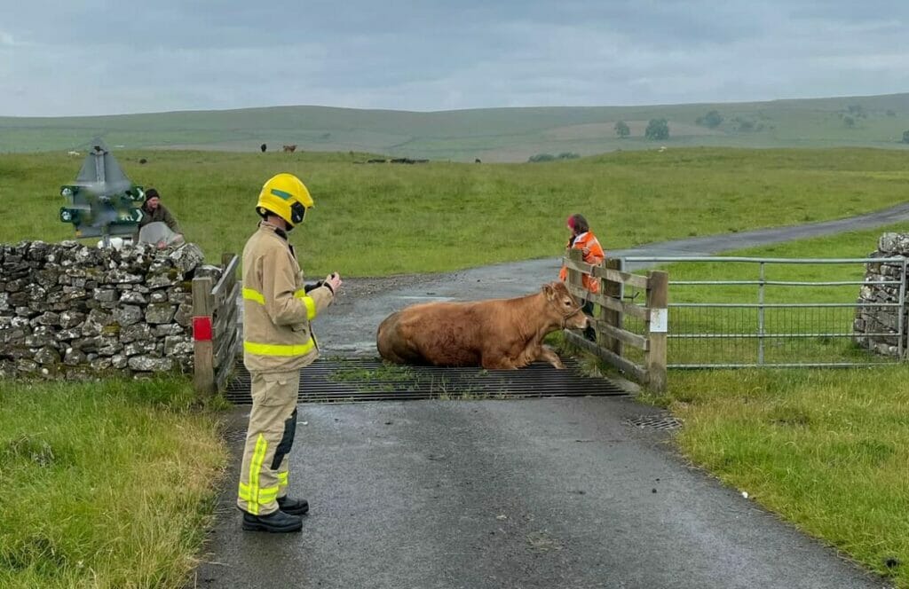 A cow with its leg stuck in a dangerous Texas gate.